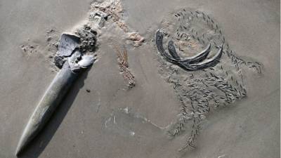 Обед юрского периода: кальмар поедал рачка, пока его самого не съела акула - mur.tv