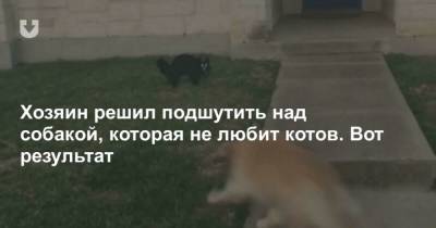 Хозяин решил подшутить над собакой, которая не любит котов. Вот результат - mur.tv