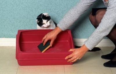 Кошка не ходит в лоток: разбираем общие причины - mur.tv