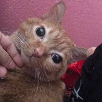 Кошка Картошка стала новой звездой Интернета - mur.tv