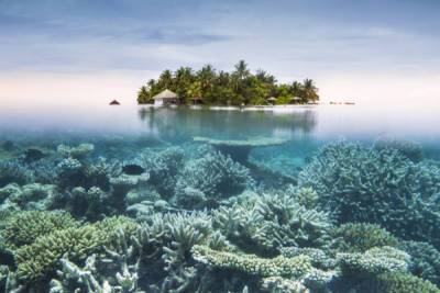 Коралловые рифы могут полностью исчезнуть через 30... - glamour.ru