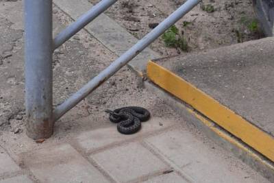 В Лихославле местные жители увидели на улице ядовитую змею - mur.tv - Тверская обл.