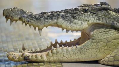 Чем отличается аллигатор от крокодила? » Тут гонева НЕТ! - goneva.net.ua