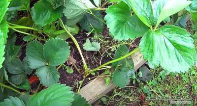 Выращивание земляники: НЕ обрывайте листья и пропаривайте грядки - sadogorod.club