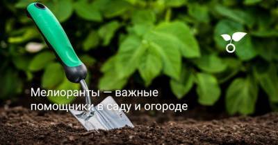 Мелиоранты — важные помощники в саду и огороде - sadogorod.club