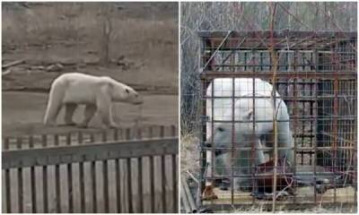 В Якутии наконец поймали белого медведя, который забрел в поселок - porosenka.net - республика Саха
