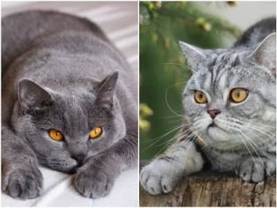 7 любопытных фактов о британских короткошерстных кошках - mur.tv