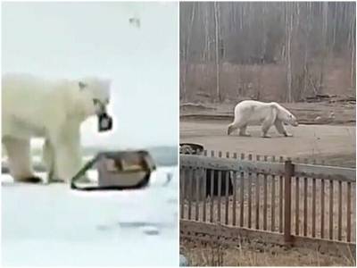 Якутский белый медведь забрел в жилой поселок - mur.tv - республика Саха
