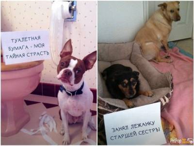 20 виноватых собак, которые и не думают извиняться за свои проделки - mur.tv