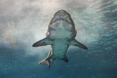 Мужчина столкнулся лицом к лицу с аномально большой смертельно опасной акулой - mur.tv - штат Флорида - Usa