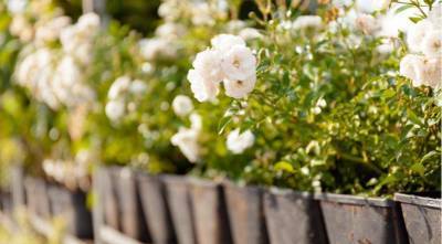 Где купить садовые розы: обзор питомников и лучшие сорта по мнению специалистов - sadogorod.club