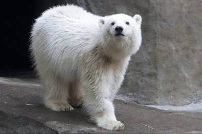 Имя белой медведице в Московском зоопарке выберут в соцсетях - mur.tv
