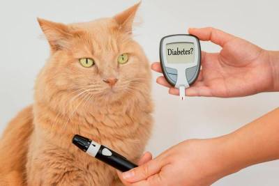 Сахарный диабет у кошек: симптомы и лечение - mur.tv