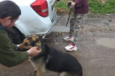 В Иванове после двух с половиной лет разлуки встретились собака и её хозяин - mur.tv