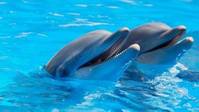 Михаил Мишустин - Правительство РФ предложило ввести запрет на вылов китов и дельфинов - mur.tv - Россия