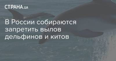 В России собираются запретить вылов дельфинов и китов - mur.tv - Россия - Украина - Одесса
