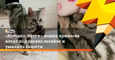 Холодно, пусти: кошка принесла котят под одеяло хозяйке и умилила соцсети - mur.tv