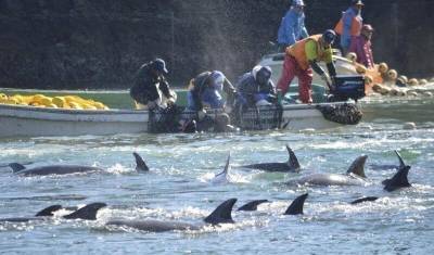 Правительство запретит промышленный вылов дельфинов и китов - mur.tv - Приморье край