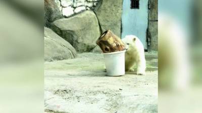 Видео из Сети. Белый медвежонок осваивается в Московском зоопарке - mur.tv