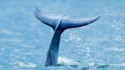 Михаил Мишустин - Видео: Мишустин предложил запретить в России вылов китов и дельфинов - mur.tv - Россия