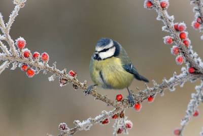 Как помочь птицам зимой: чем кормить, когда и кого - 7days.ru - Россия
