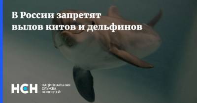 Михаил Мишустин - В России запретят вылов китов и дельфинов - mur.tv - Россия
