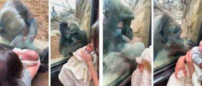 Невероятный момент: горилла очарована человеческим потомством - porosenka.net - Сша - Бостон - штат Мэн - county Canyon