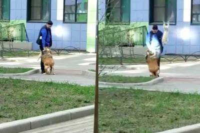 Петербуржец заставлял собаку ходить на задних лапах и бил ее другой собакой - mur.tv - Санкт-Петербург - район Невский