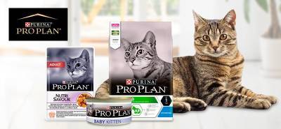 Корм для кошек Pro Plan: мнение ветеринаров - mur.tv