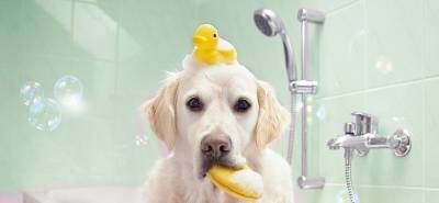 Как выбрать шампунь для собак? - mur.tv