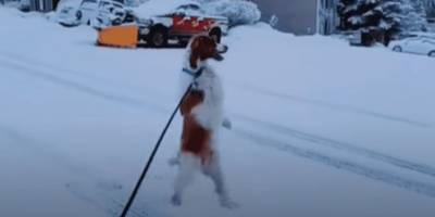 Это не галлюцинация: травмированный пёс Декстер выучился ходить на двух лапах - mur.tv
