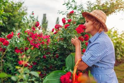 Ароматные розы – лучшие сорта для вашего сада - sadogorod.club - Виноград