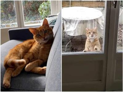 Пара переехала в новый дом, и встретила там рыжего кота - mur.tv