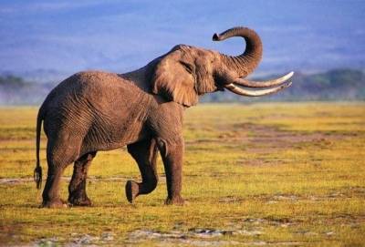 В Индии нашли мертвыми около 20 слонов - mur.tv - Индия - Киев - Сенегал
