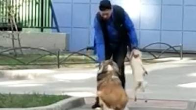 Двух собак и кота забрали у избивавшего животных петербуржца - mur.tv - Петербурга
