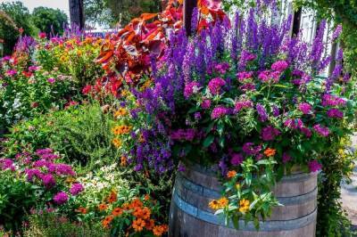 Что посадить в цветнике, чтобы наполнить сад незабываемым ароматом - sadogorod.club