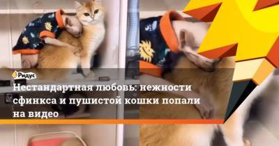 Нестандартная любовь: нежности сфинкса и пушистой кошки попали на видео - mur.tv