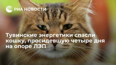 Тувинские энергетики спасли кошку, просидевшую четыре дня на опоре ЛЭП - mur.tv - Красноярск