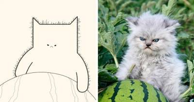 20 работ от художника, которые превращает мемные фотографии котов в ещё более смешные рисунки - mur.tv