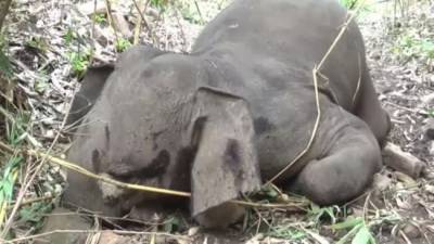 В Индии от удара молнии погибло 18 диких слонов очевидцы - mur.tv - Индия