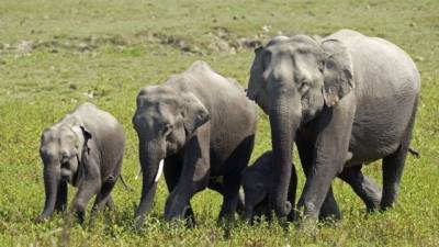 В Индии 18 слонов убила молния - mur.tv - Индия