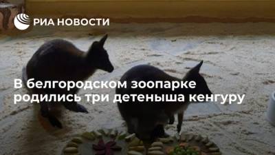 В белгородском зоопарке родились три детеныша кенгуру - mur.tv - Санкт-Петербург - Рязань - Белгород