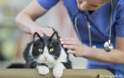 Демодекоз у кошек: симптомы, лечение и профилактика - mur.tv