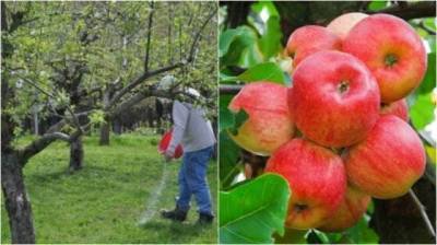 Чем подкормить яблоню, чтобы собрать крупные, ароматные и вкусные плоды - lifehelper.one