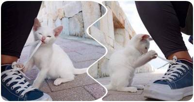 Бездомный котенок начал играть с девушкой, не дожидаясь ее разрешения - mur.tv