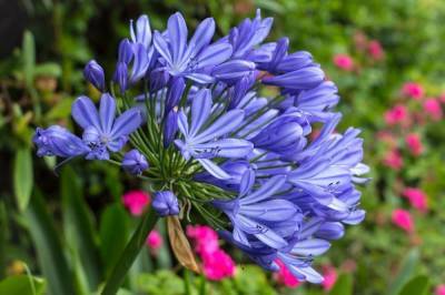 42 растения с синими цветками - sadogorod.club