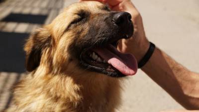 Собаки оказались способны помогать студентам справляться со стрессом - mur.tv - штат Вашингтон