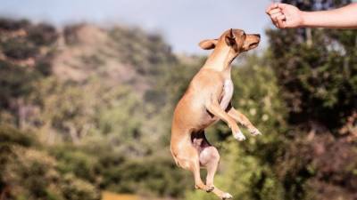 В США выяснили, как взаимодействие с собаками помогает студентам побороть стресс - mur.tv - Сша - штат Вашингтон