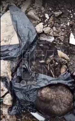 Жители кузбасского посёлка нашли на свалке трупы собак в пакетах - mur.tv