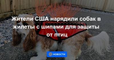 Жители США нарядили собак в жилеты с шипами для защиты от птиц - mur.tv - Сша - Канада